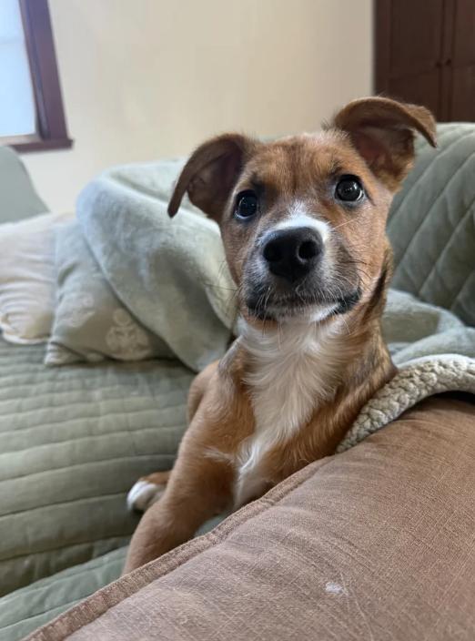 Puppy Honey, ADOPTABLE, Puppy Female Mixed Breed.