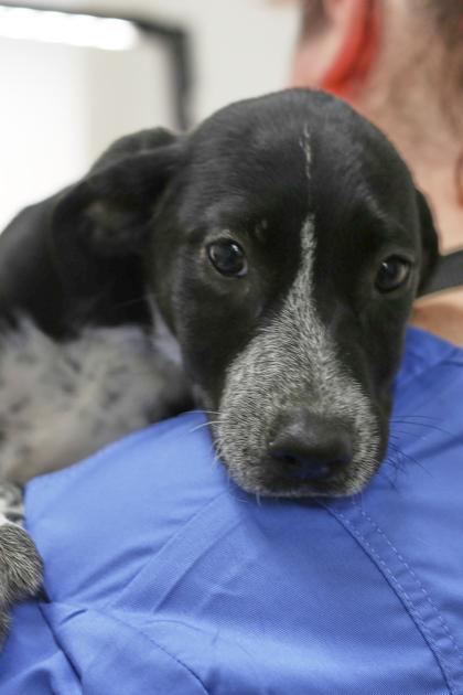 Gale, Adoptable, Puppy Female Labrador Retriever & Mixed Breed.