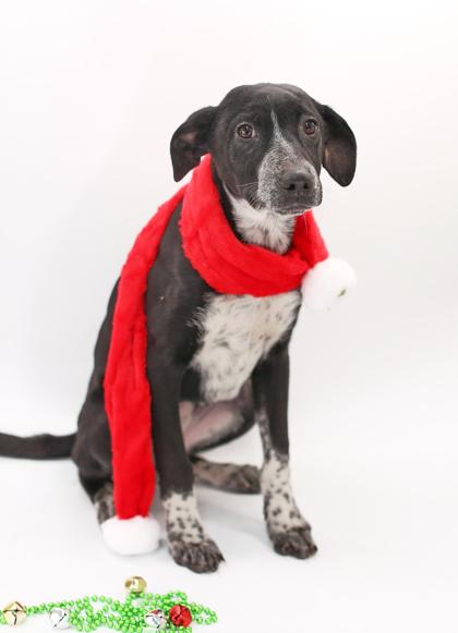 Gale, a Adoptable mixed breed in Morton Grove, IL image 2/3