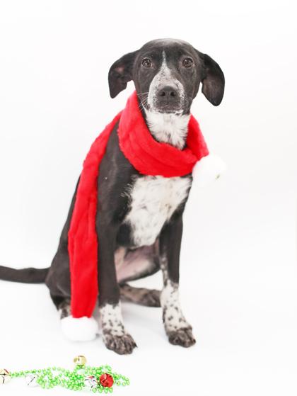 Gale, a Adoptable mixed breed in Morton Grove, IL image 3/3