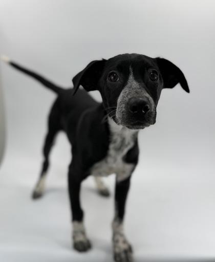 Gale, a Adoptable mixed breed in Morton Grove, IL image 2/3