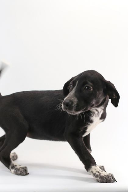 Gale, a Adoptable mixed breed in Morton Grove, IL image 3/3