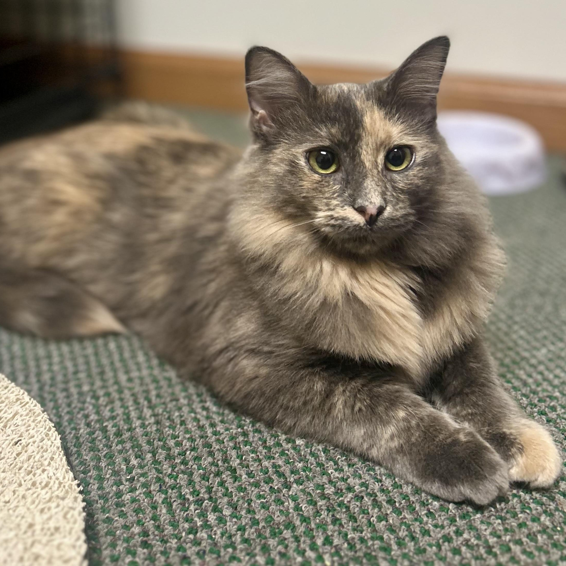 Scar & Cobra photo 1