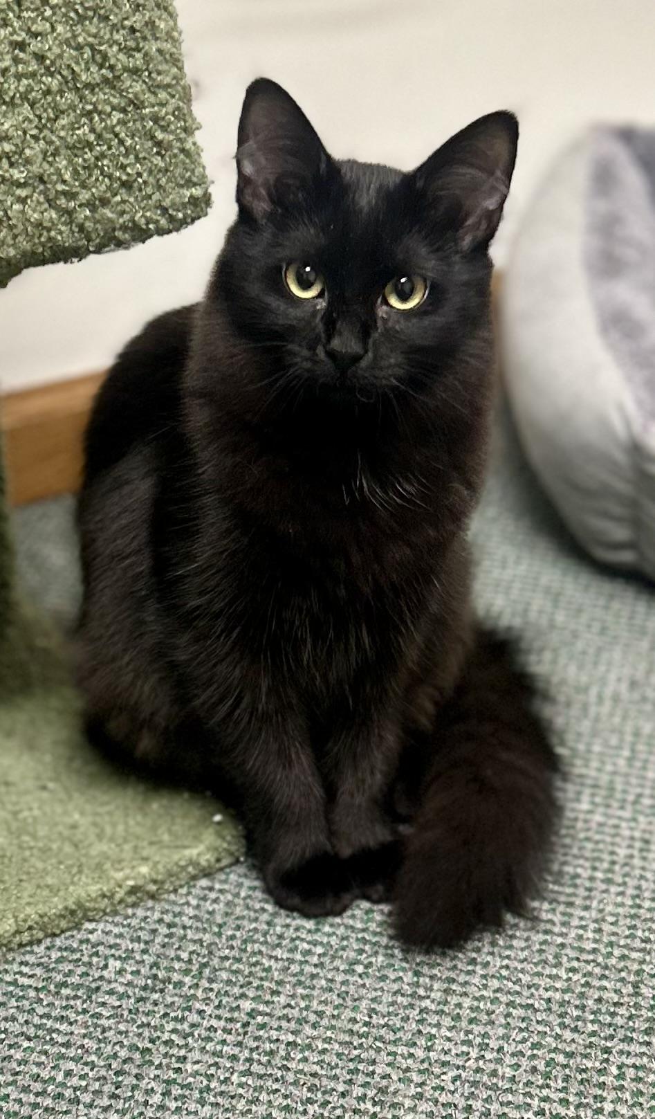 Enlarge Scar & Cobra, bonded pair, an adopted mixed breed in Chicago, IL image 6/6