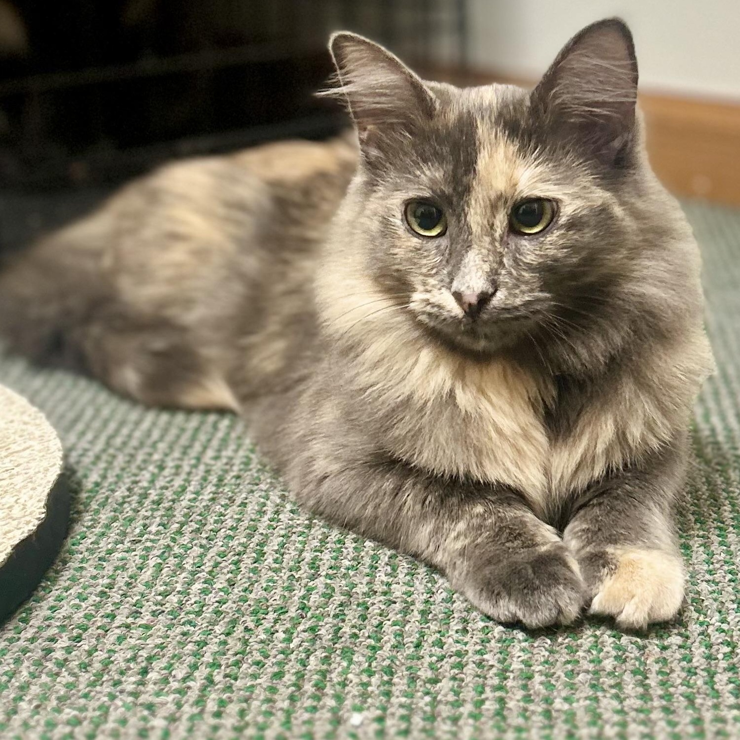 Scar & Cobra  thumbnail 4