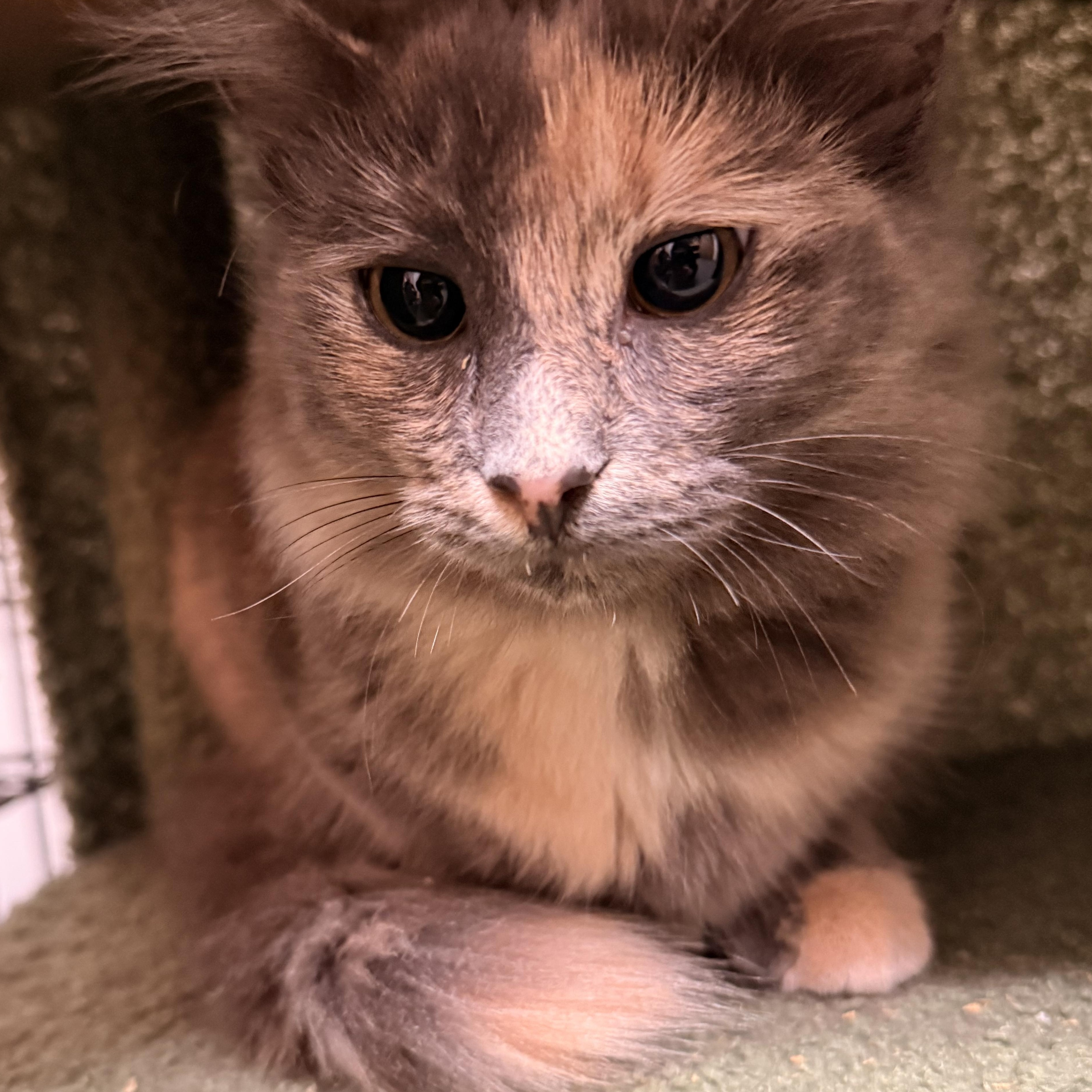 Enlarge Scar & Cobra, bonded pair, an adopted mixed breed in Chicago, IL image 3/6