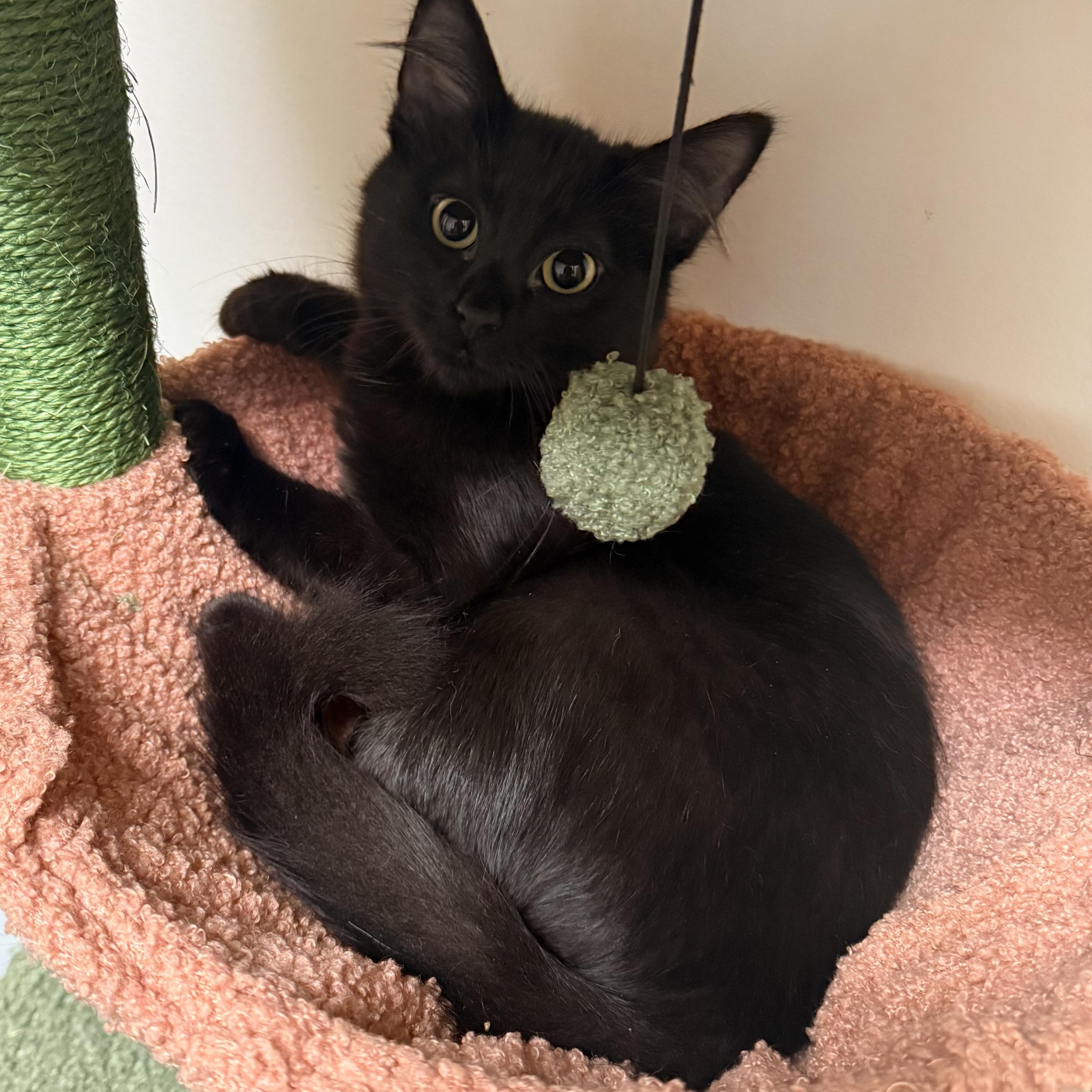 Scar & Cobra  thumbnail 5