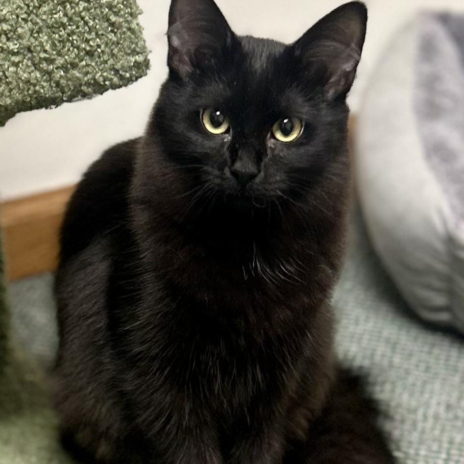 Enlarge Scar & Cobra, bonded pair, an adopted mixed breed in Chicago, IL image 2/6