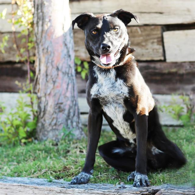 Enlarge TACO, a Adoptable mixed breed in Albuquerque, NM image 1/1