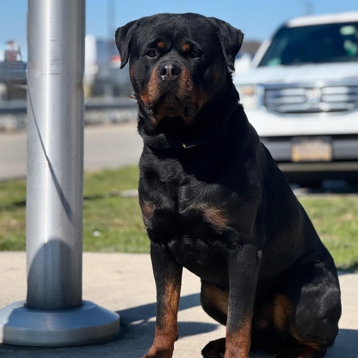 Reno , ADOPTABLE, Adult Male Rottweiler.