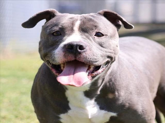 LUNA, Adoptable, Adult Female Pit Bull Terrier & Mixed Breed.