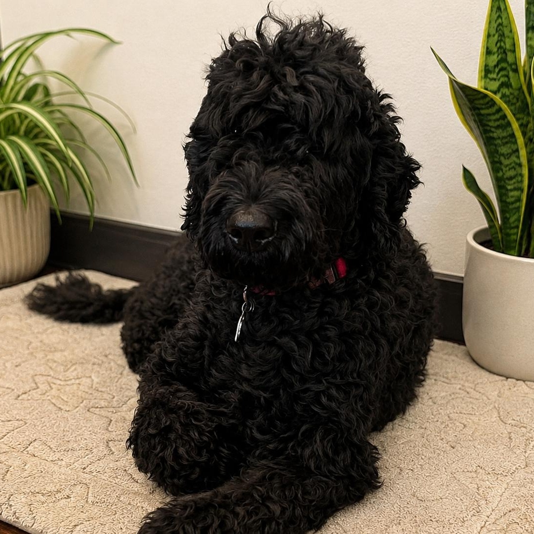 Enlarge Rocky, a Adopted mixed breed in Dallas, TX image 1/1
