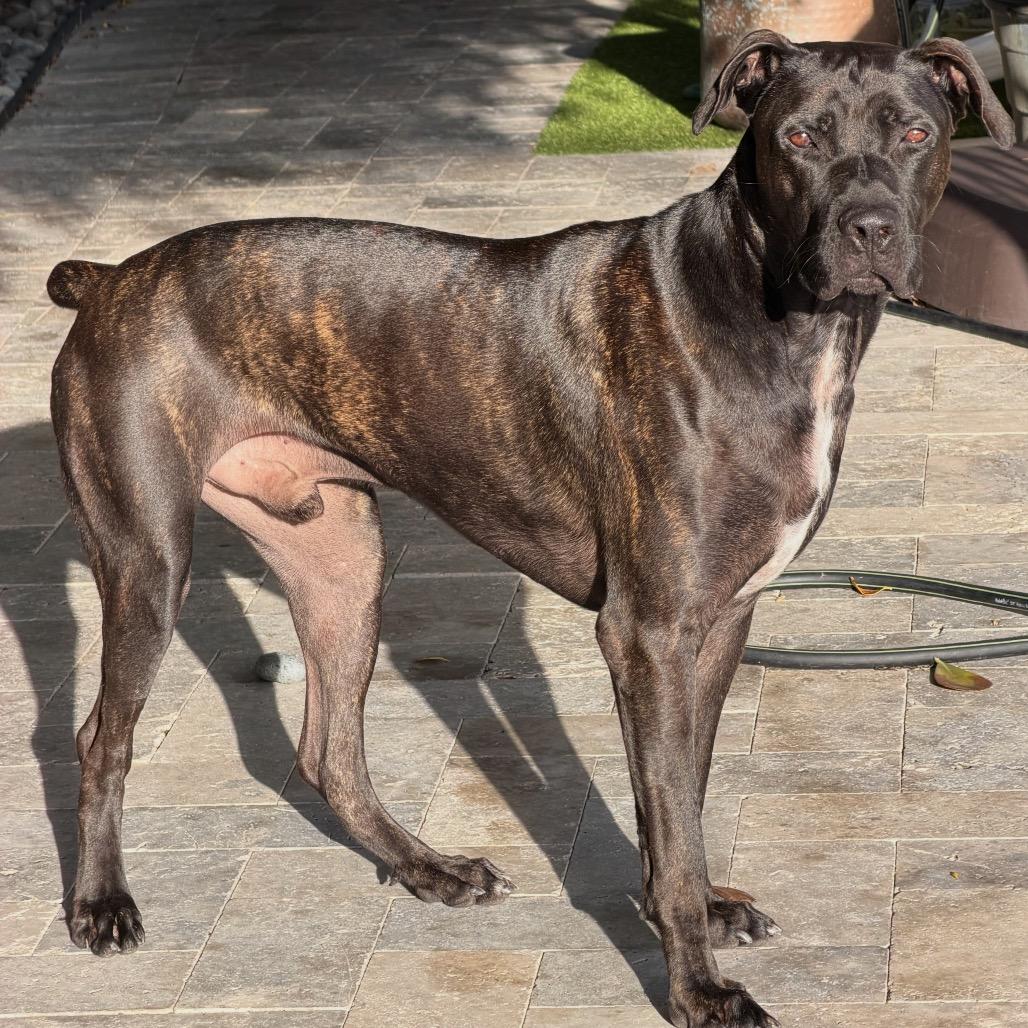 Carl, Adoptable, Adult Male Great Dane & Chocolate Labrador Retriever.