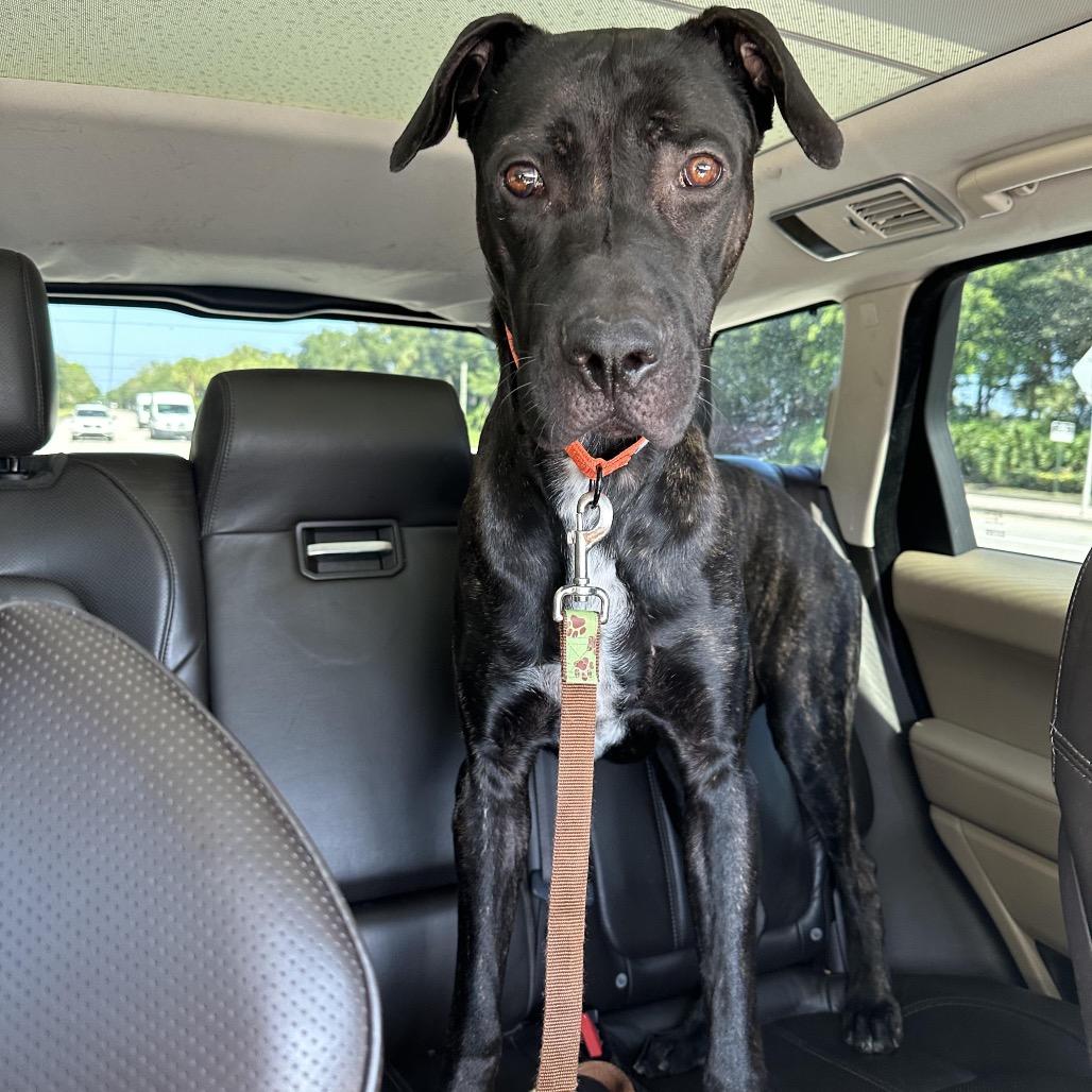 Enlarge Carl, a Adoptable mixed breed in Juno Beach, FL image 1/4