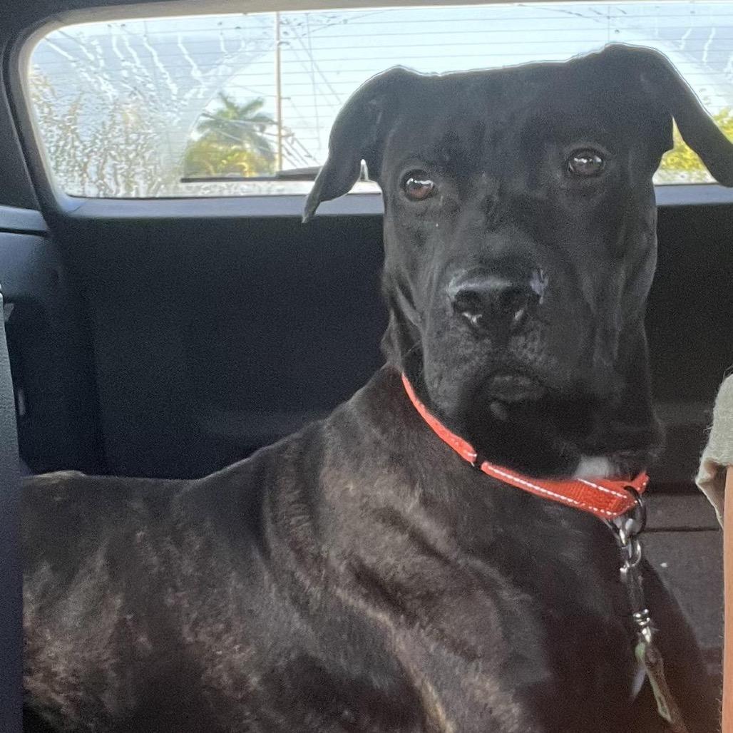 Enlarge Carl, a Adoptable mixed breed in Juno Beach, FL image 2/4