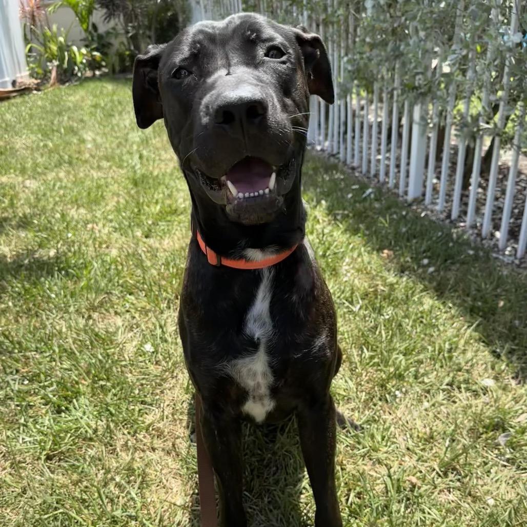 Enlarge Carl, a Adoptable mixed breed in Juno Beach, FL image 3/4