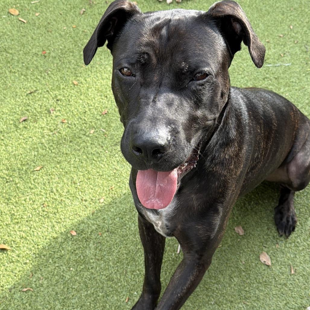 Enlarge Carl, a Adoptable mixed breed in Juno Beach, FL image 5/6