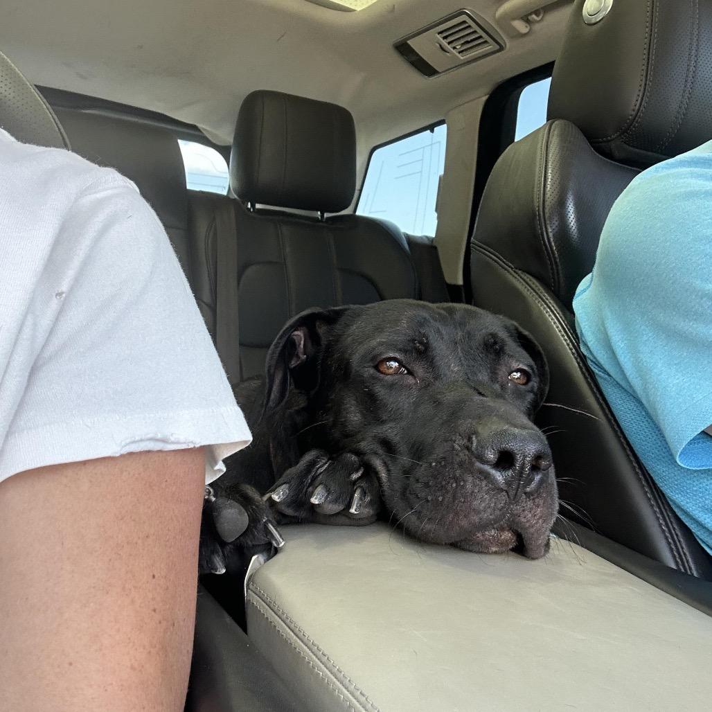 Enlarge Carl, a Adoptable mixed breed in Juno Beach, FL image 4/4