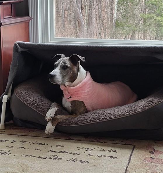 Enlarge NETTA, a Adoptable mixed breed in Derwood, MD image 1/3