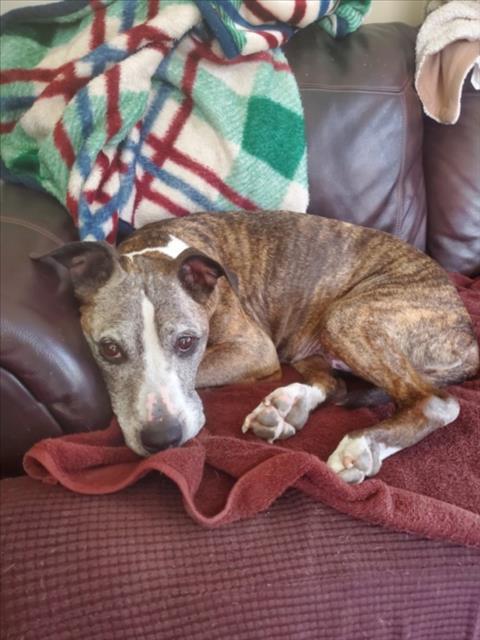 NETTA, Adoptable, Senior Female Boxer & Mixed Breed.