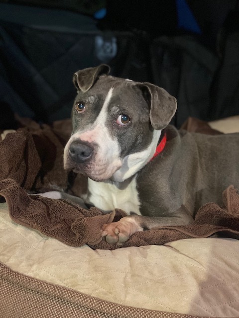 Enlarge Dutchess, an adopted mixed breed in Madera, CA image 1/6