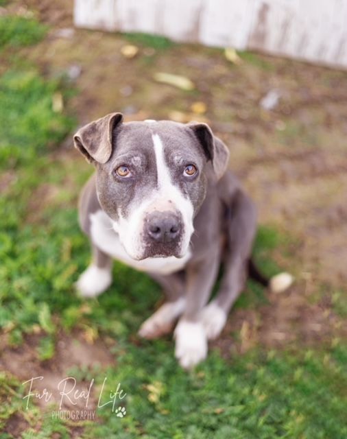 Enlarge Dutchess, an adopted mixed breed in Madera, CA image 3/6