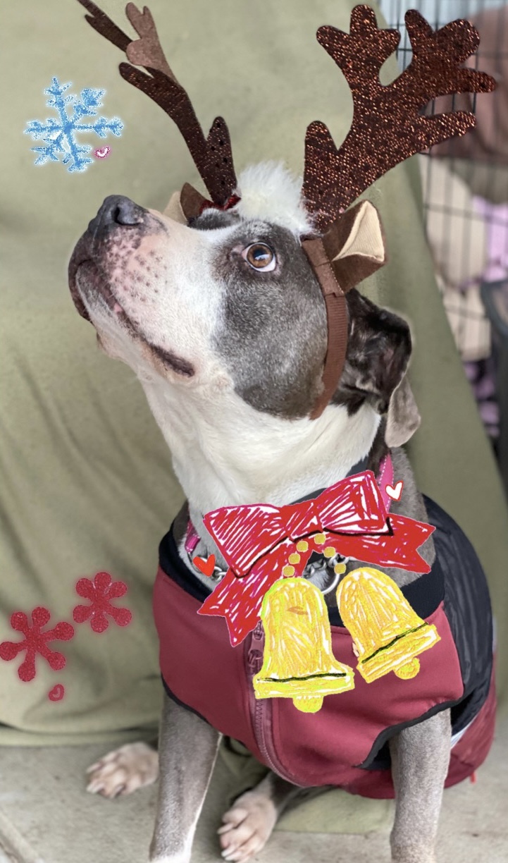 Enlarge Dutchess, an adopted mixed breed in Madera, CA image 4/6