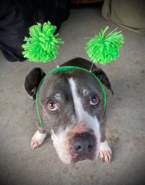 Enlarge Dutchess, an adopted mixed breed in Madera, CA image 5/6