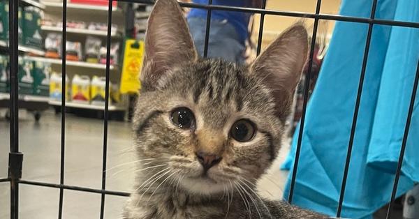 Samara, Adoptable, Kitten Female Domestic Short Hair.