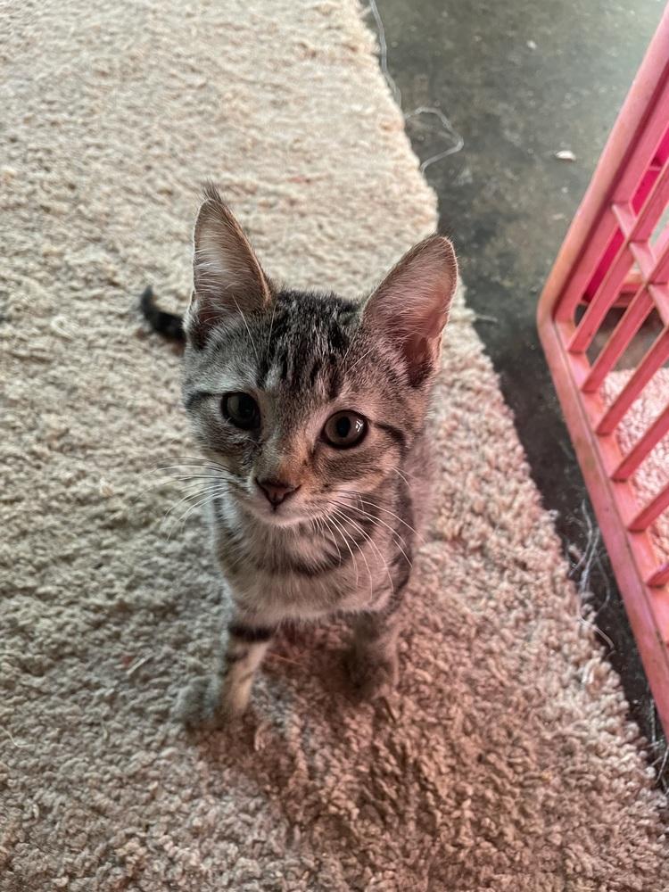 Samara, a Adoptable mixed breed in Newnan, GA image 2/3