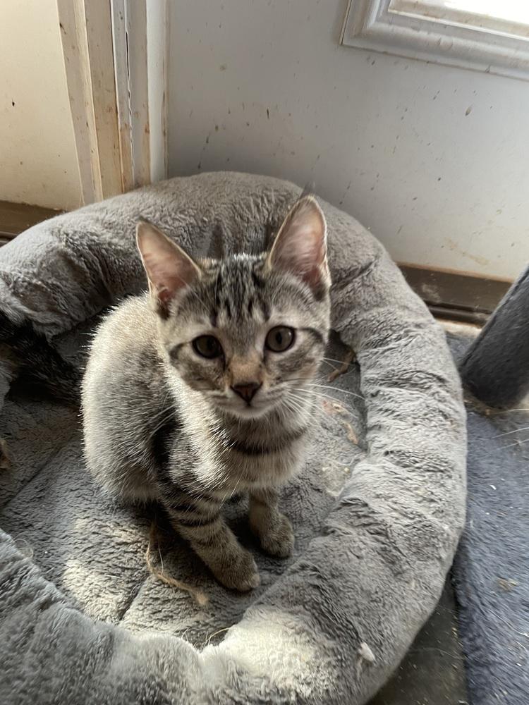 Samara, a Adoptable mixed breed in Newnan, GA image 3/3