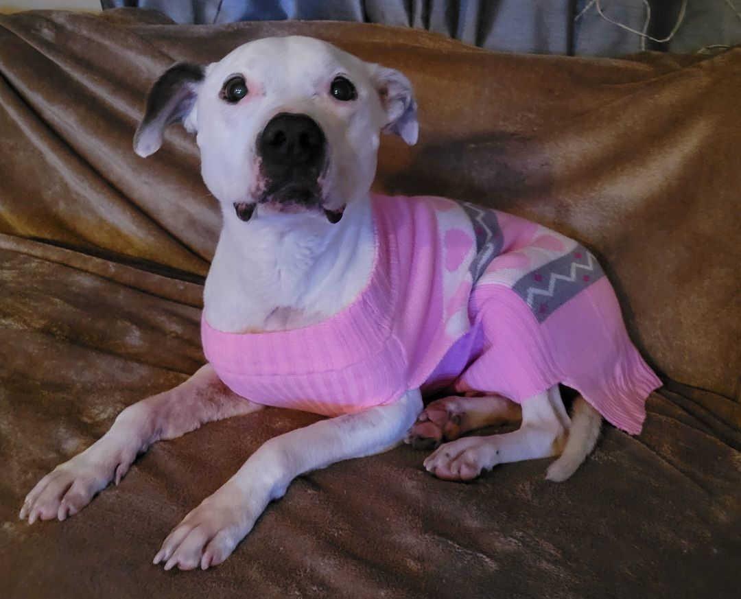 Lucy, Adoptable, Senior Female American Staffordshire Terrier.