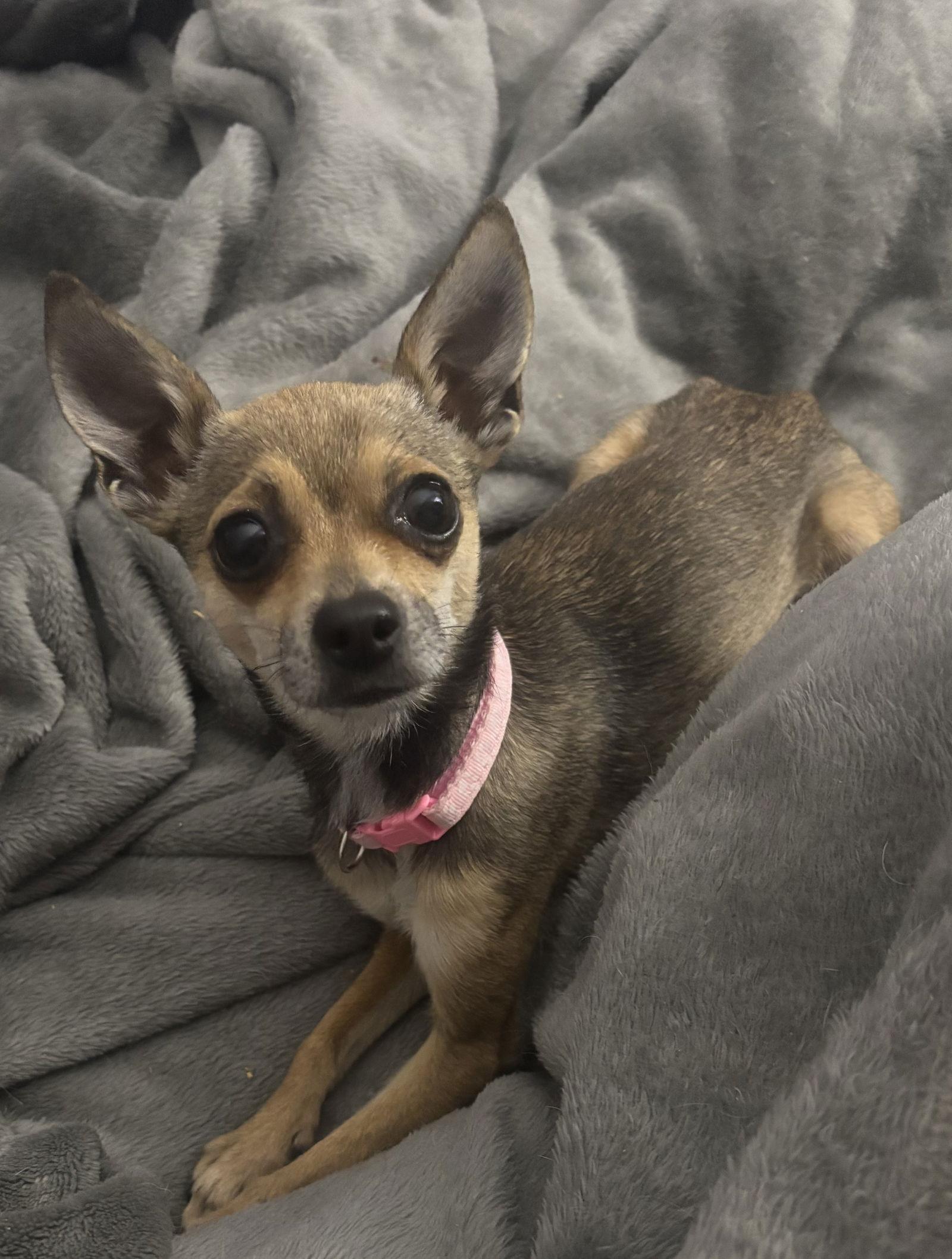 Molly, Adopted, Adult Female Chihuahua.