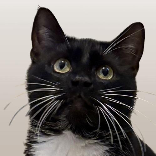 OREO, ADOPTABLE, Young Female Domestic Short Hair.