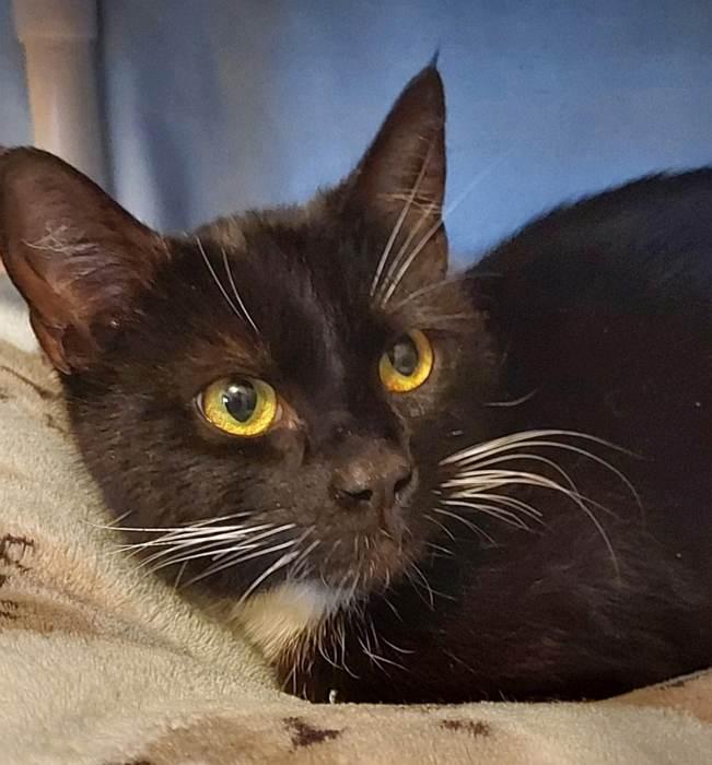 Enlarge OREO, a ADOPTABLE Domestic Short Hair in Sequim, WA image 4/5