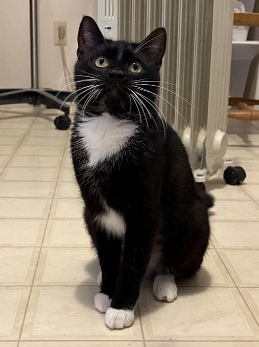 Enlarge OREO, a ADOPTABLE Domestic Short Hair in Sequim, WA image 3/5