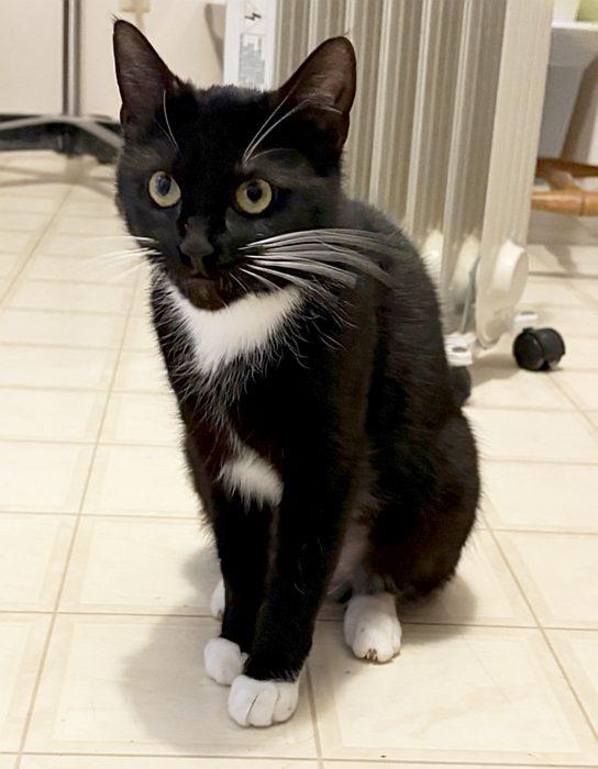 Enlarge OREO, a ADOPTABLE Domestic Short Hair in Sequim, WA image 5/5