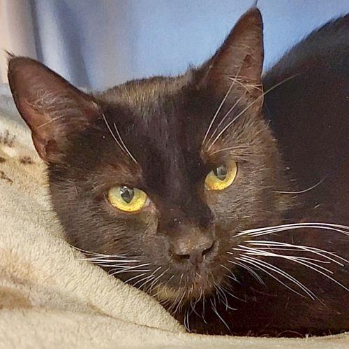 Enlarge OREO, a ADOPTABLE Domestic Short Hair in Sequim, WA image 2/5