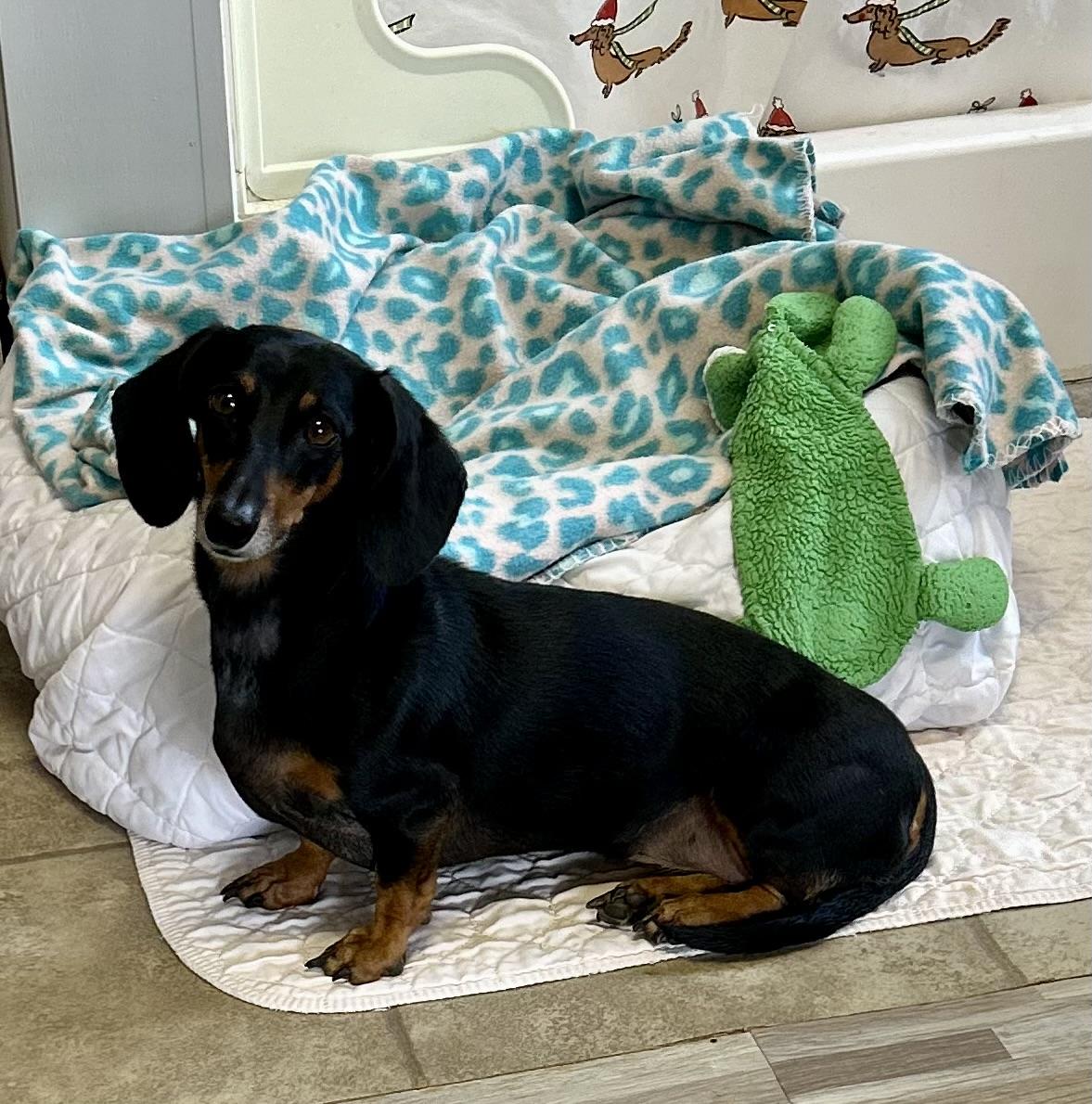 Bella doxie, a ADOPTABLE Miniature Dachshund in Chickasha, OK image 2/2