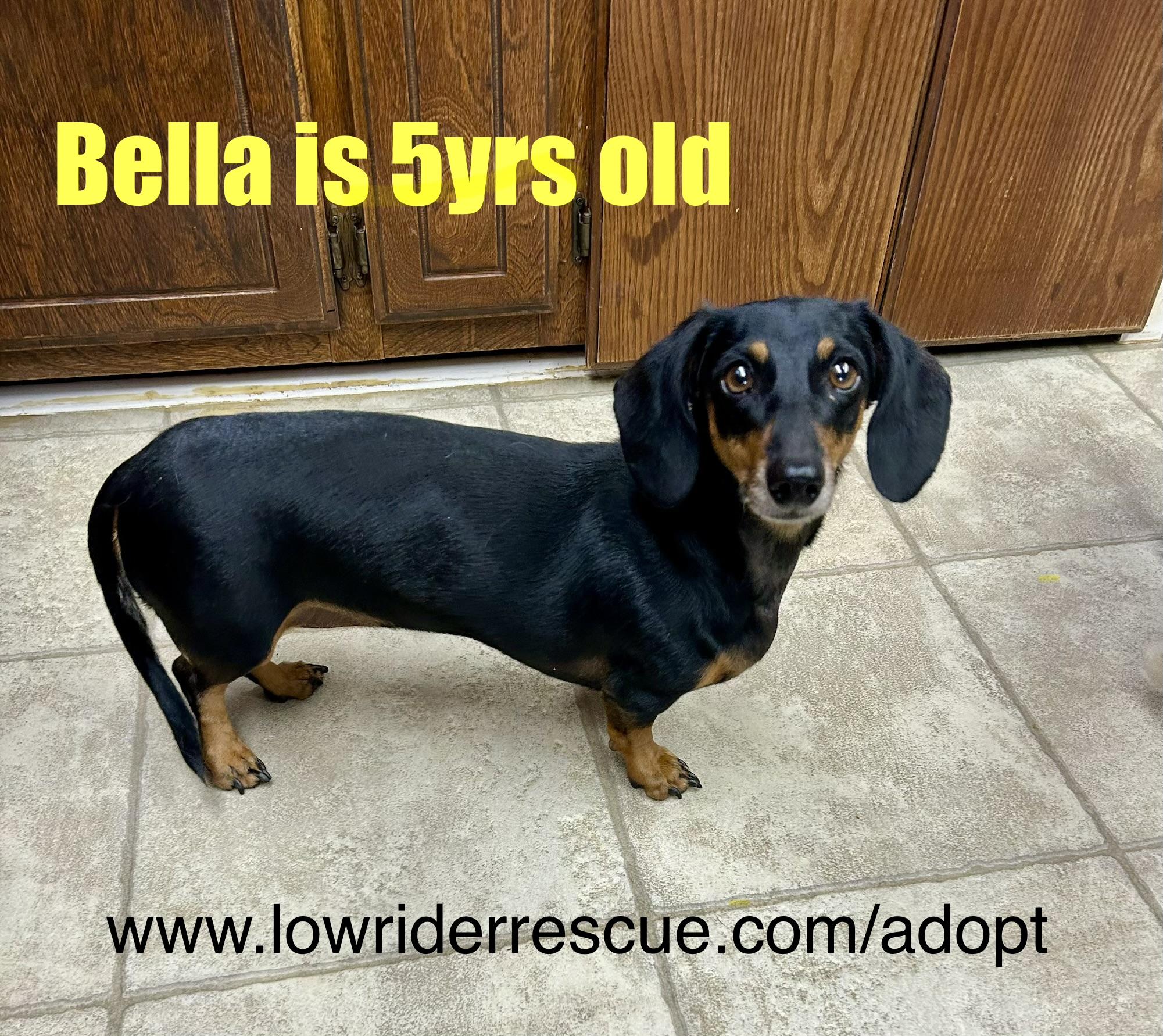 Bella doxie, a ADOPTABLE Miniature Dachshund in Chickasha, OK image 1/2