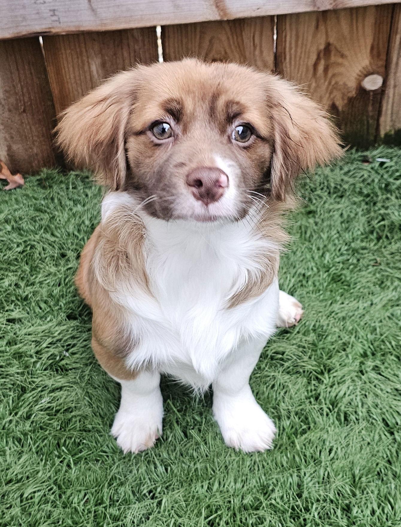 Wilby- such a cutie!