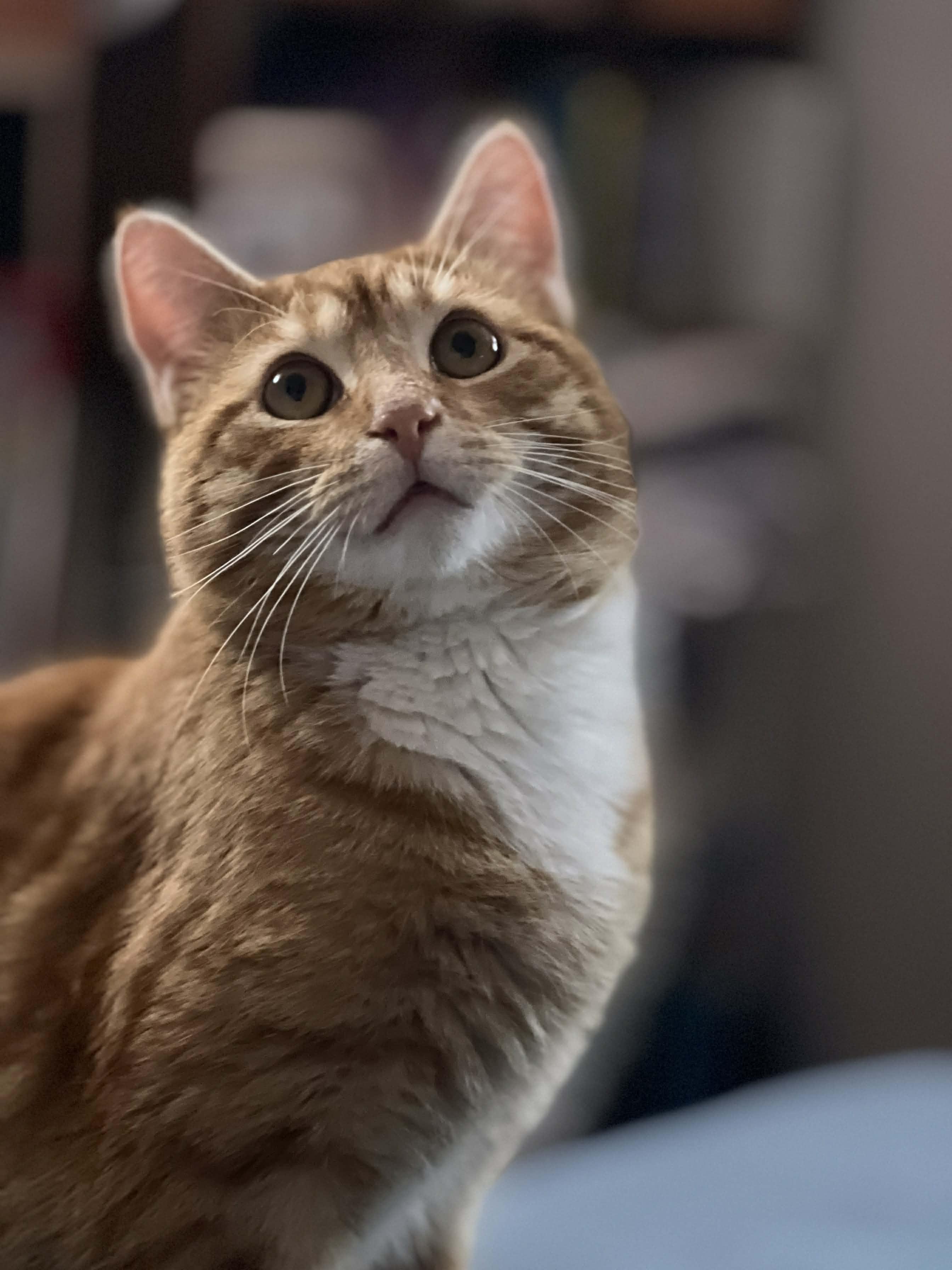 Rusty, an adopted Domestic Short Hair in Pittsburgh, PA image 2/4