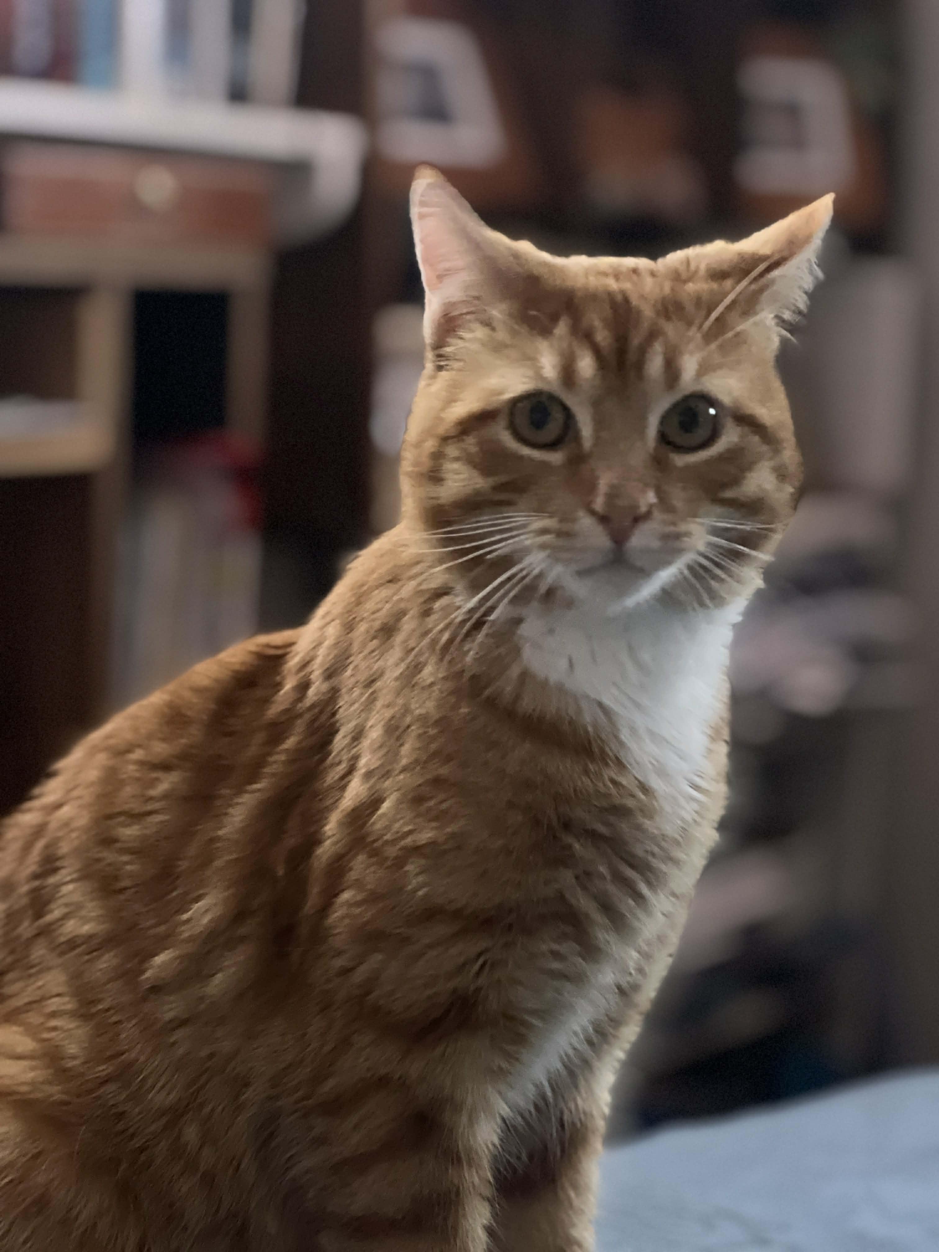 Rusty, an adopted Domestic Short Hair in Pittsburgh, PA image 3/4