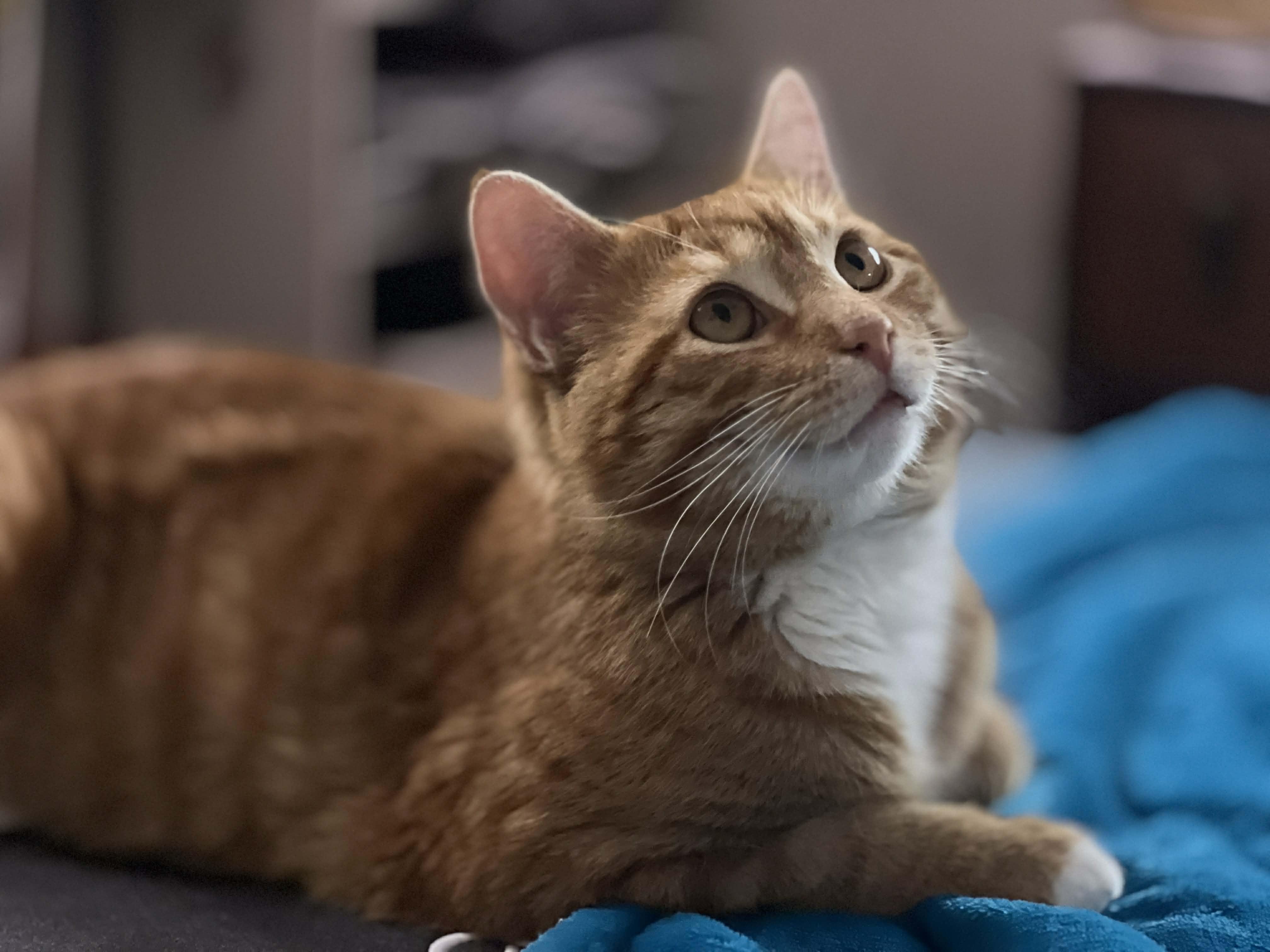 Rusty, an adopted Domestic Short Hair in Pittsburgh, PA image 1/4