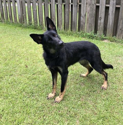 Enlarge Raven, a Adopted German Shepherd Dog in Rocky Point, NC image 1/3