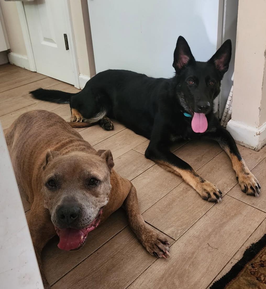 Enlarge Raven, a Adopted German Shepherd Dog in Rocky Point, NC image 2/3