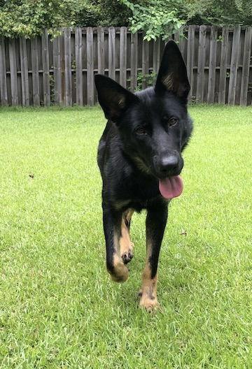 Enlarge Raven, a Adopted German Shepherd Dog in Rocky Point, NC image 3/3
