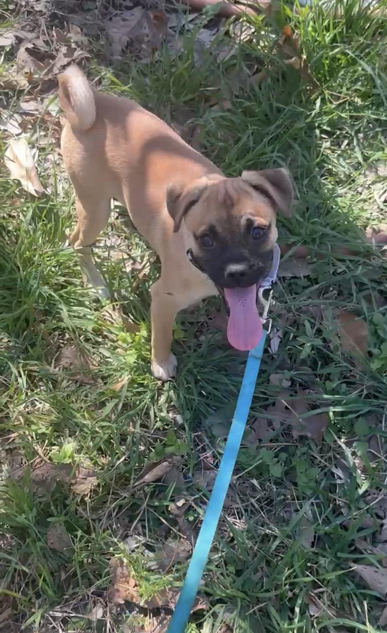 Maggie , adopted, Puppy Female Pug.