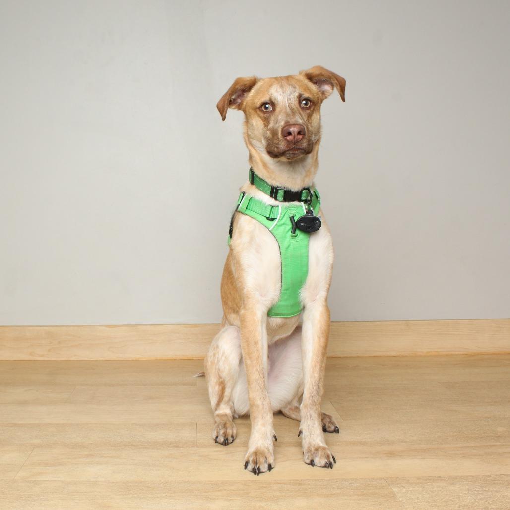 Enlarge Owen D17697, a Adoptable mixed breed in Minnetonka, MN image 1/6