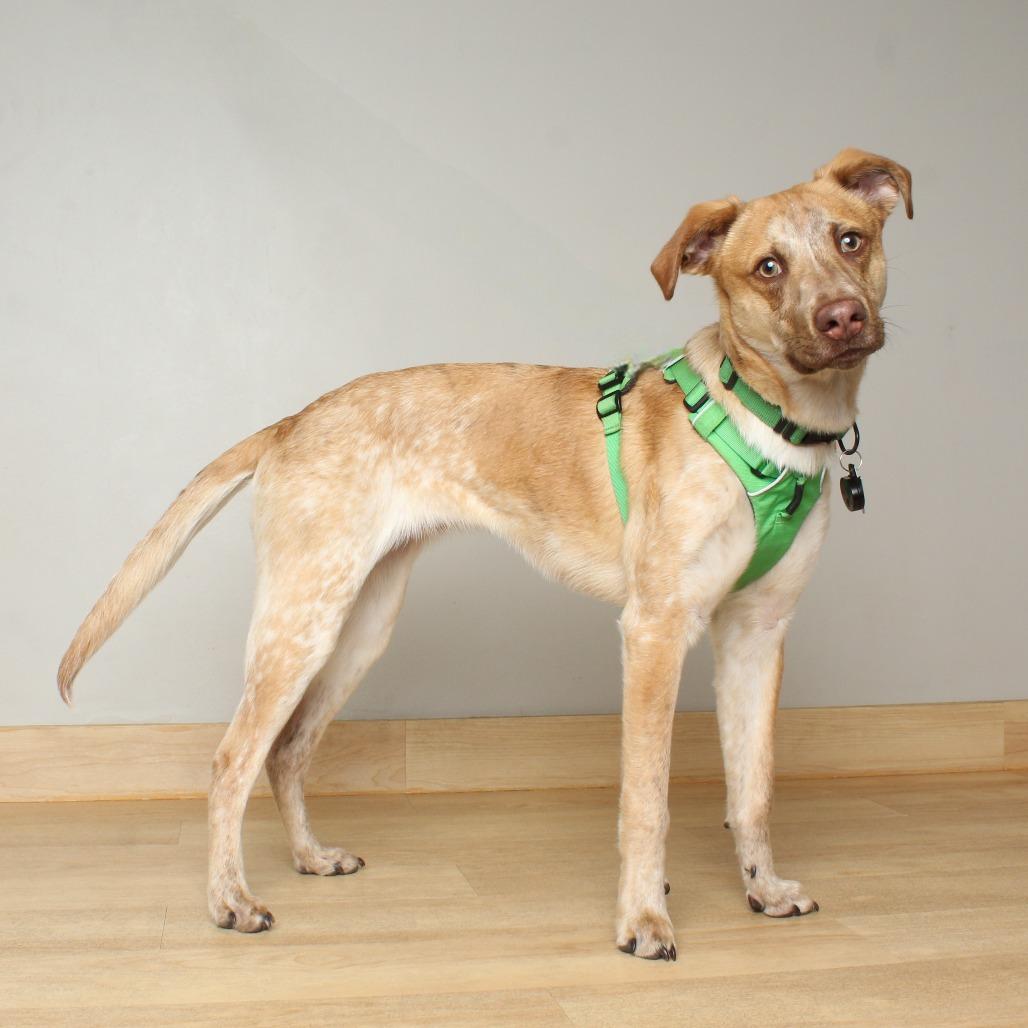 Enlarge Owen D17697, a Adoptable mixed breed in Minnetonka, MN image 3/6